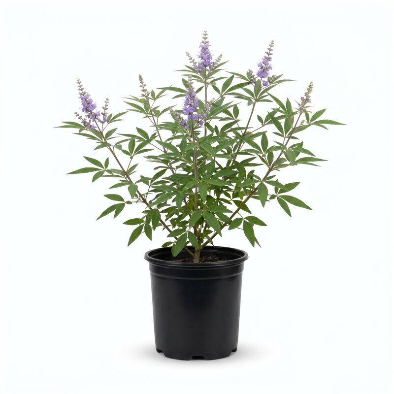 Chaste Tree image