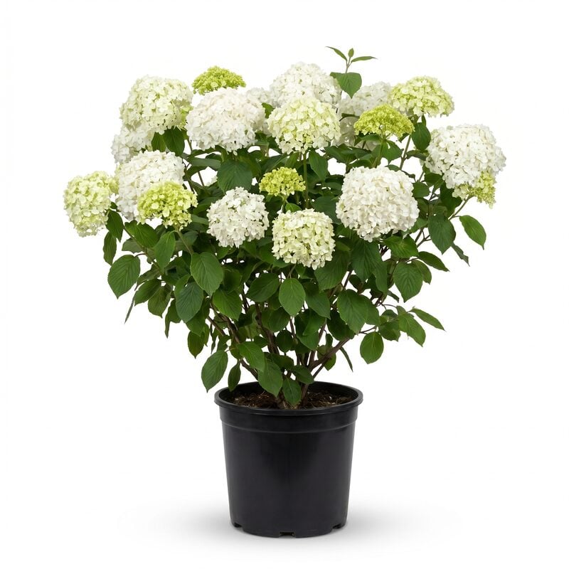 Chinese Snowball Viburnum image