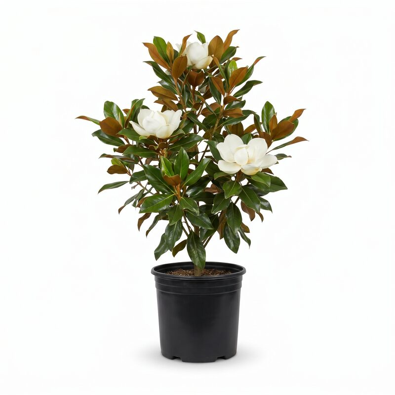 D.D. Blanchard Southern Magnolia image