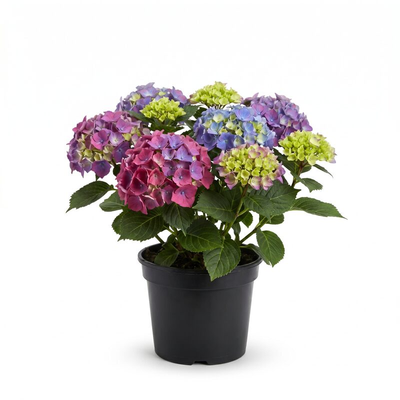 Everlasting Revolution Hydrangea image