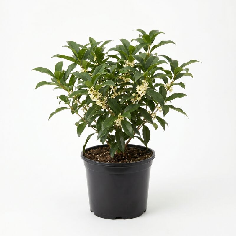Fragrant Tea Olive image