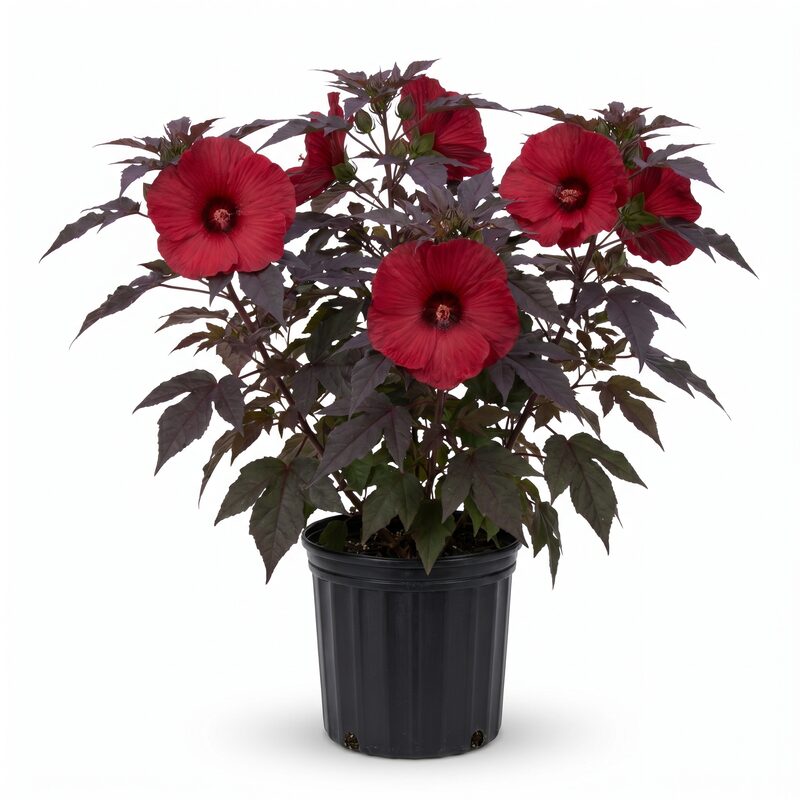 Hibiscus Midnight Marvel image