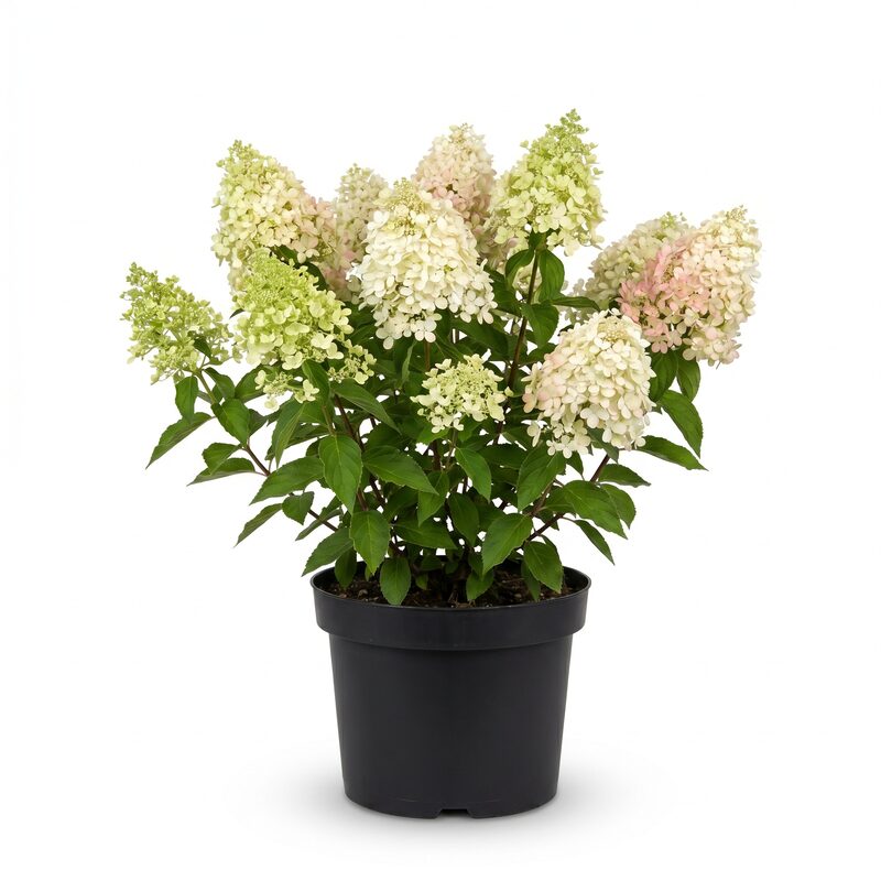 Bobo Hydrangea image