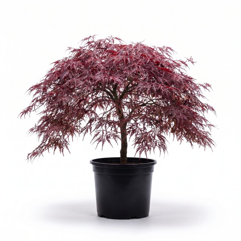 Tamukeyama Japanese Maple image
