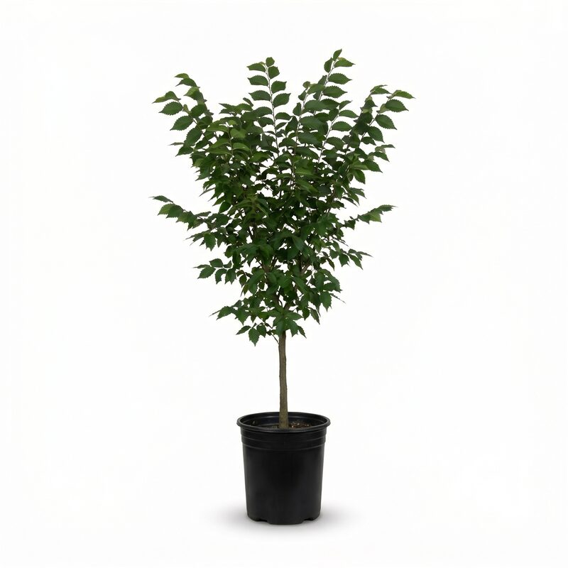 Princeton Elm Tree image