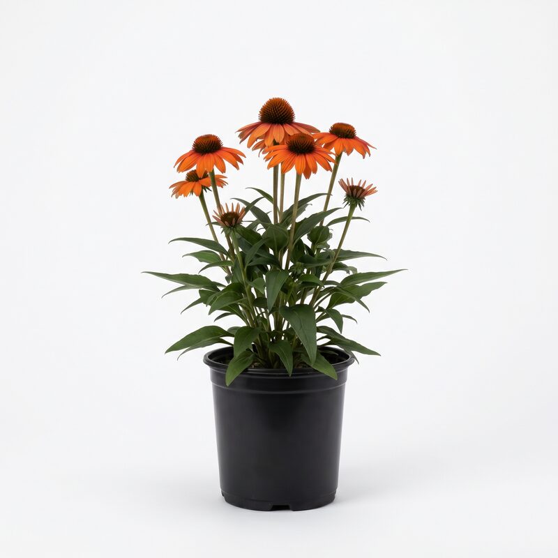 Sombrero Adobe Orange Coneflower image