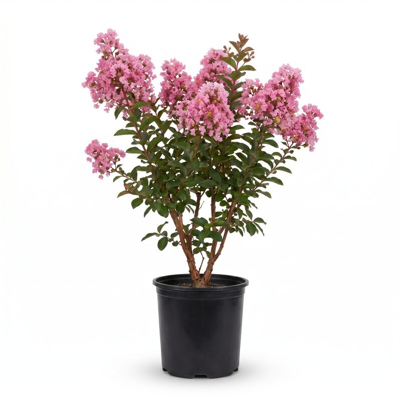 Sioux Crape Myrtle image