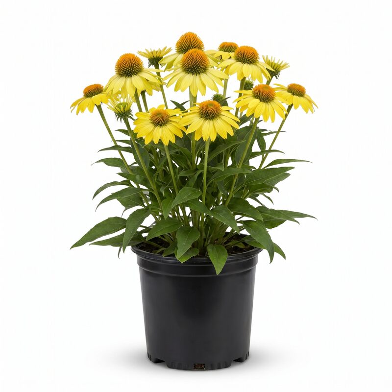 Sombrero Lemon Yellow Coneflower image