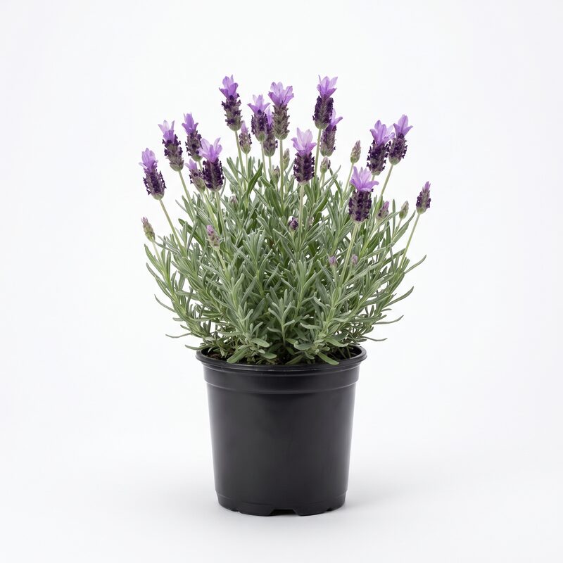 Lavandula Big Time Duet Lavender image
