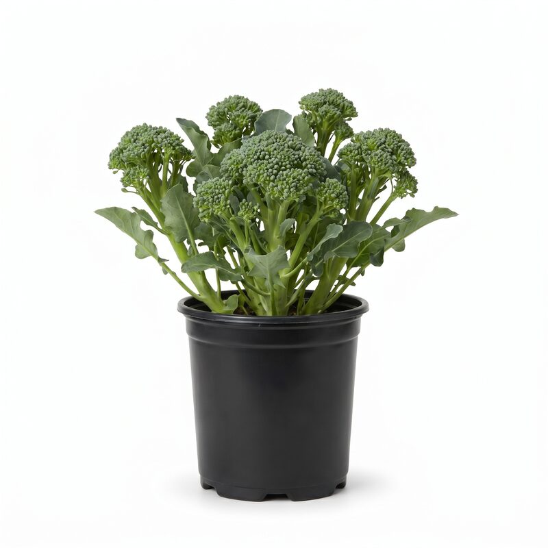 Gourmet Vegetable Collection image