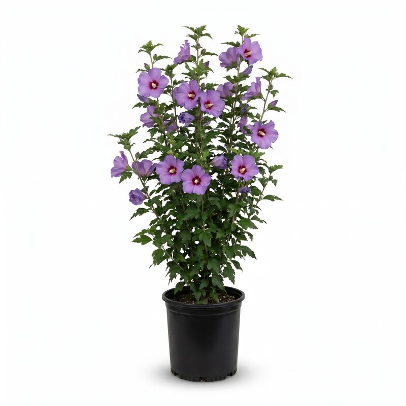 Purple Pillar Rose of Sharon image