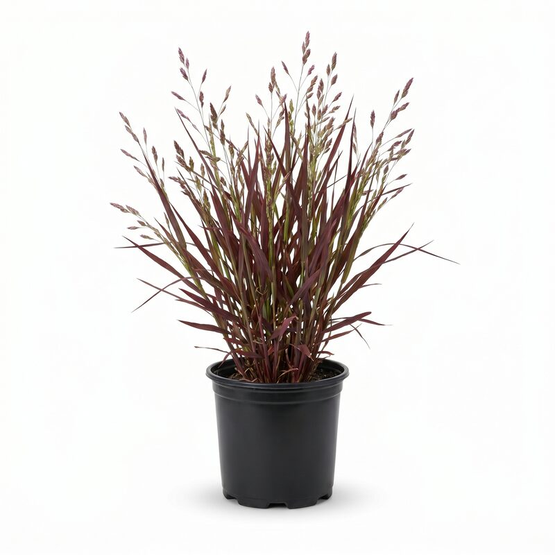 Red Switch Grass image