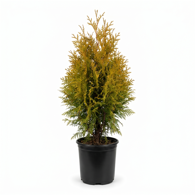 Sugar and Spice Arborvitae image