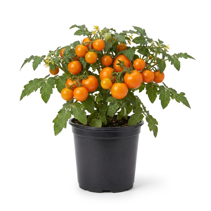Chef'S Choice Tomato Collection image