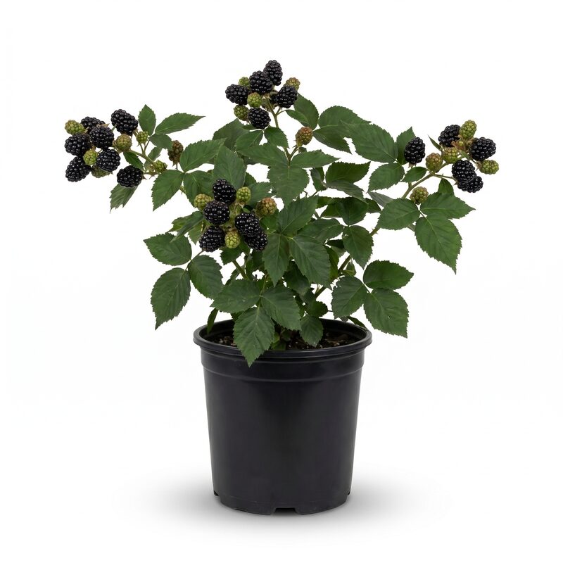 Triple Crown Thornless Blackberry image