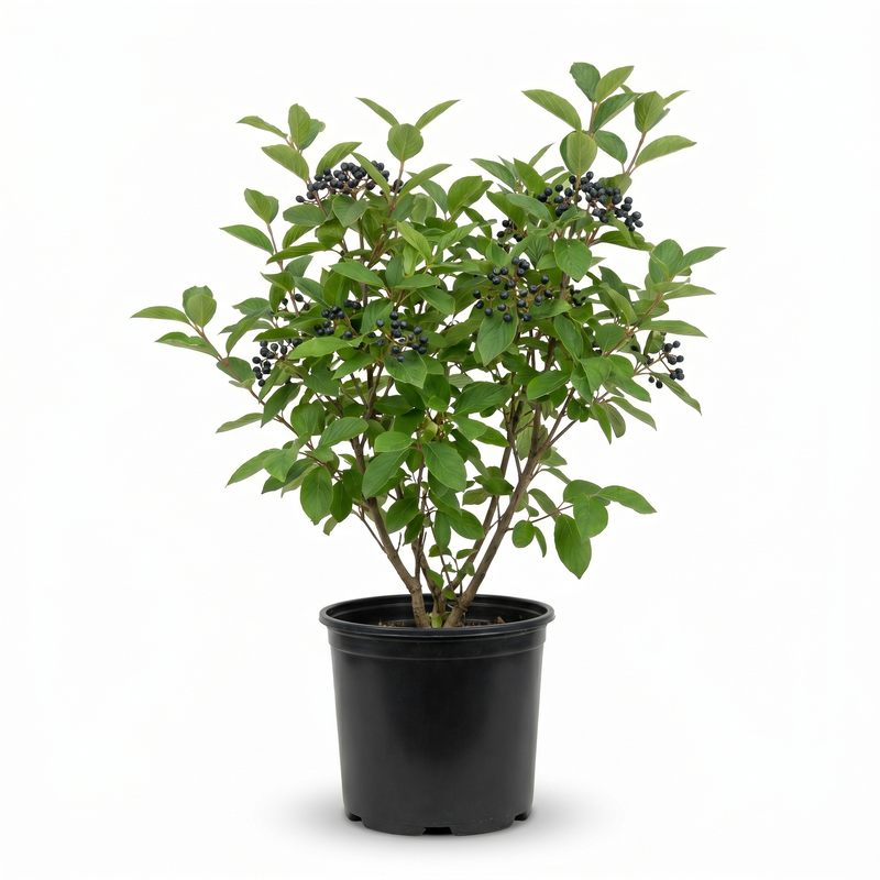 Nannyberry Viburnum image