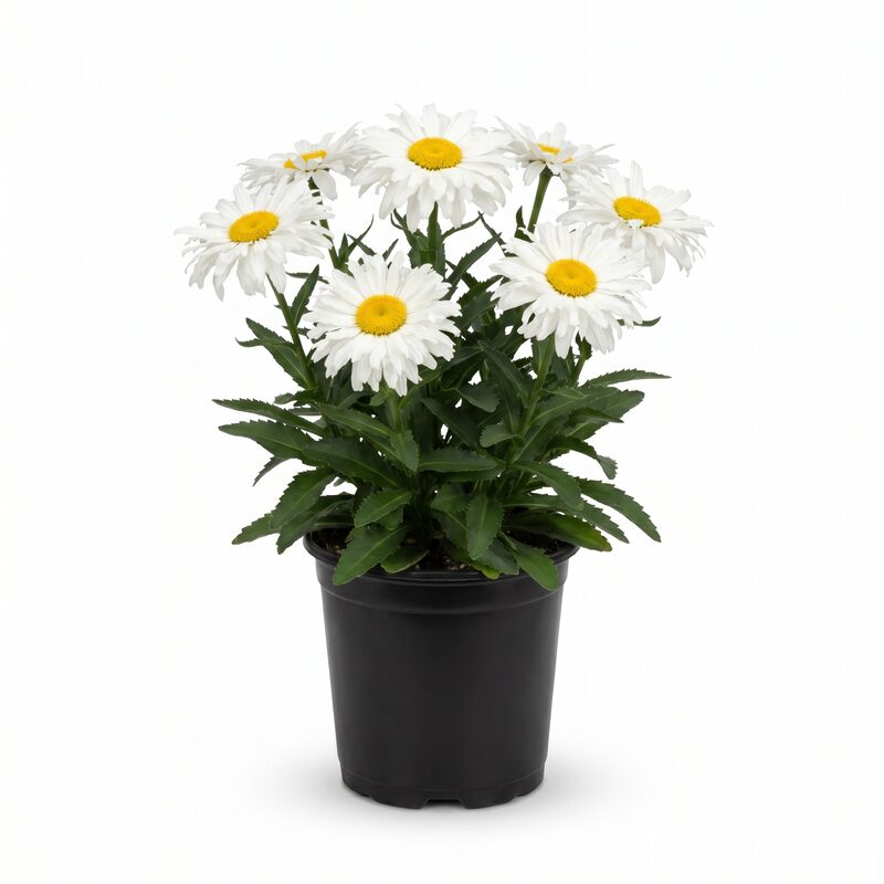Victorian Secret Shasta Daisy image
