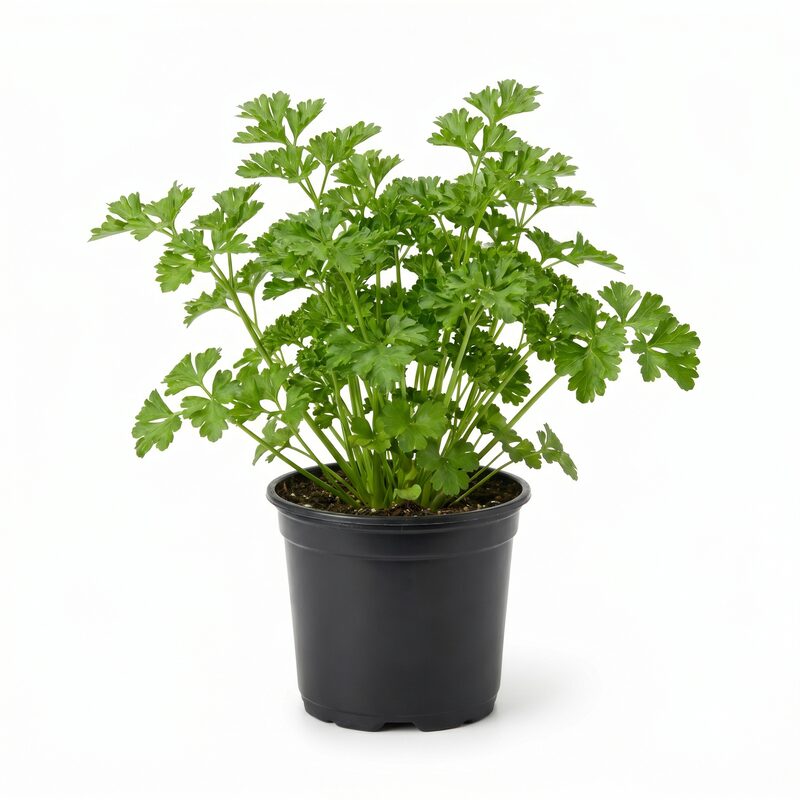 Kitchen Essentials Herb Collection image