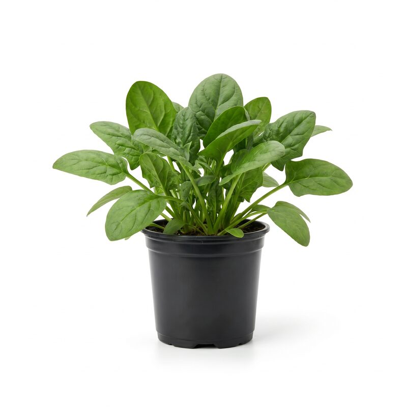 Gourmet Salad Collection image