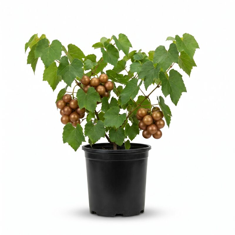 Welder Muscadine Grape image