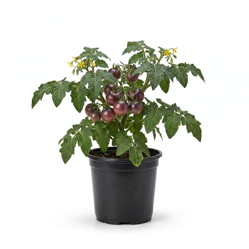 Tasty Heirloom Classic Tomato Collection image