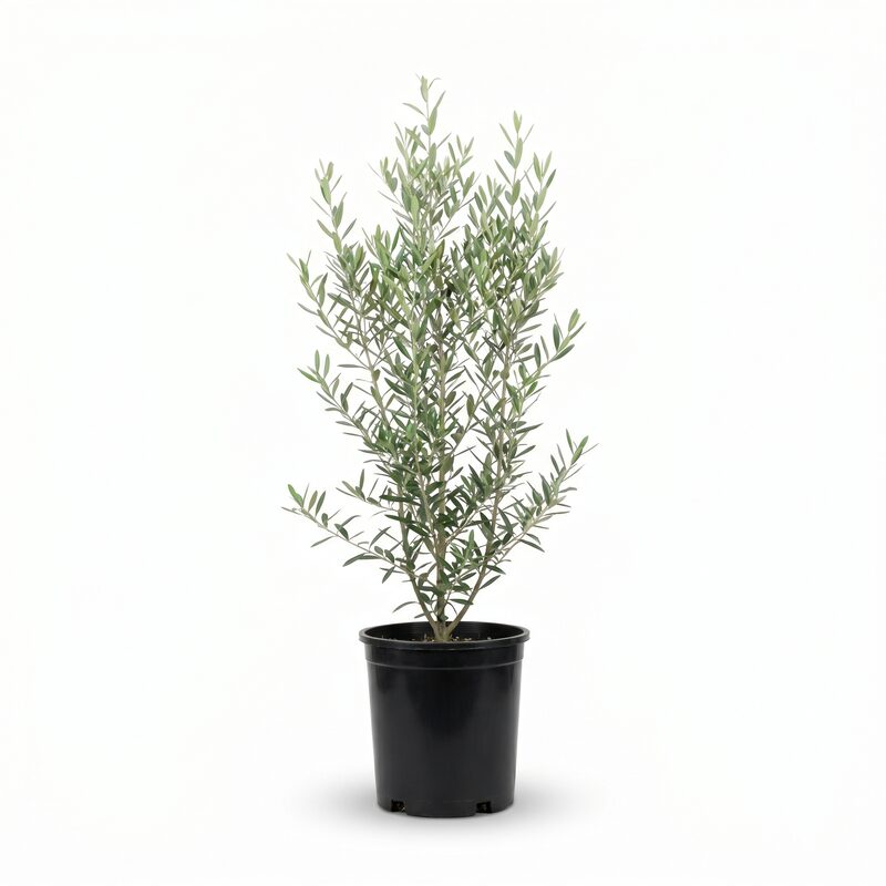 Pendolino Olive Tree image