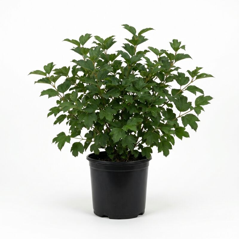Bailey Compact American Cranberrybush Viburnum image