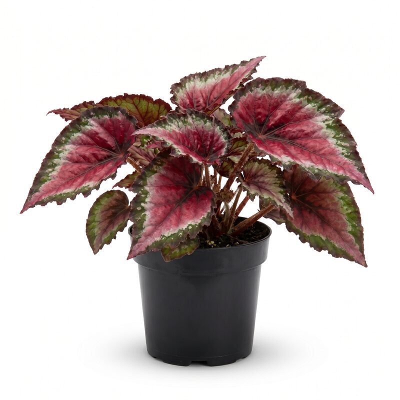 Rex Begonia Cherry Fields image