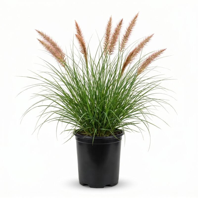 Cayenne Sterile Fountain Grass image