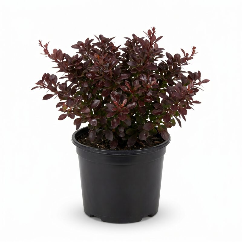 Sunjoy Mini Maroon Barberry image