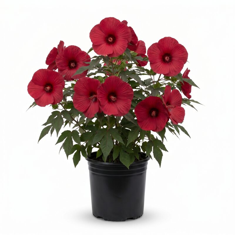 Summerific Valentine's Crush Hardy Hibiscus image