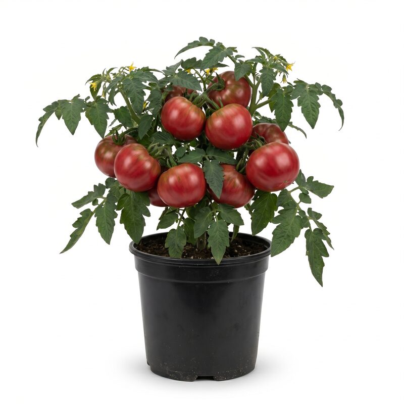 Tomato Paul Robeson image