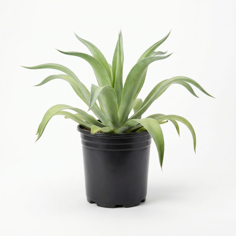 Octopus Agave image
