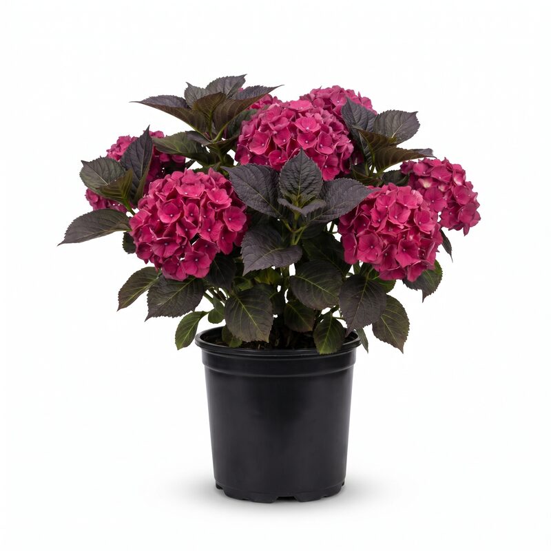 First Editions Eclipse Bigleaf Hydrangea image