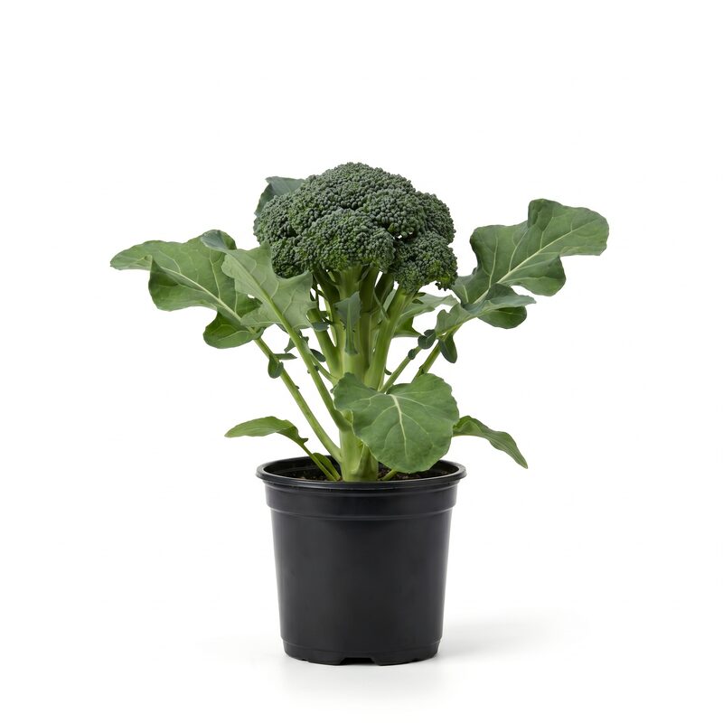 Broccoli Royal Tenderette image