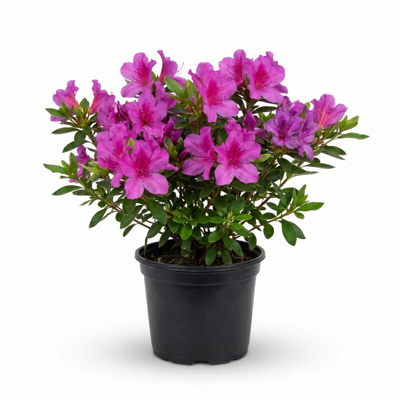 Azalea 'Formosa' - Plant With Purpose ℠ image