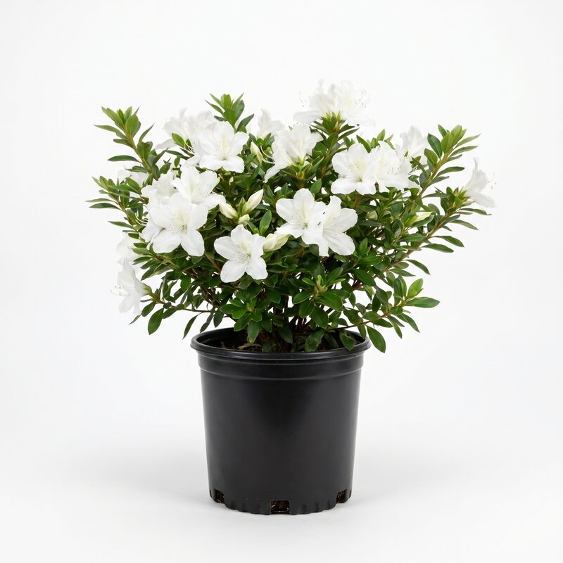 Encore Lily Azalea Plant With White Blooms image