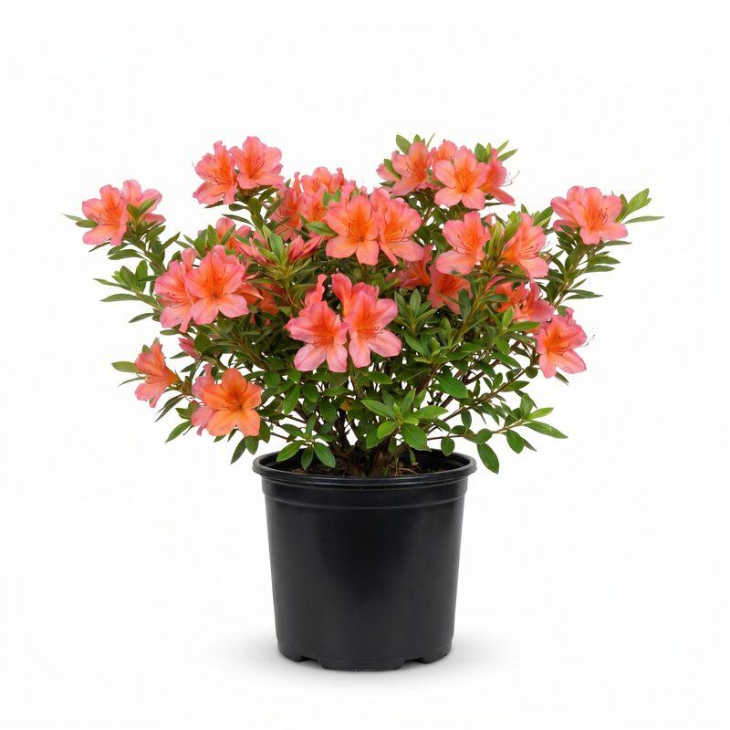 Encore Sunburst Azalea Plant With Pink/orange Blooms image