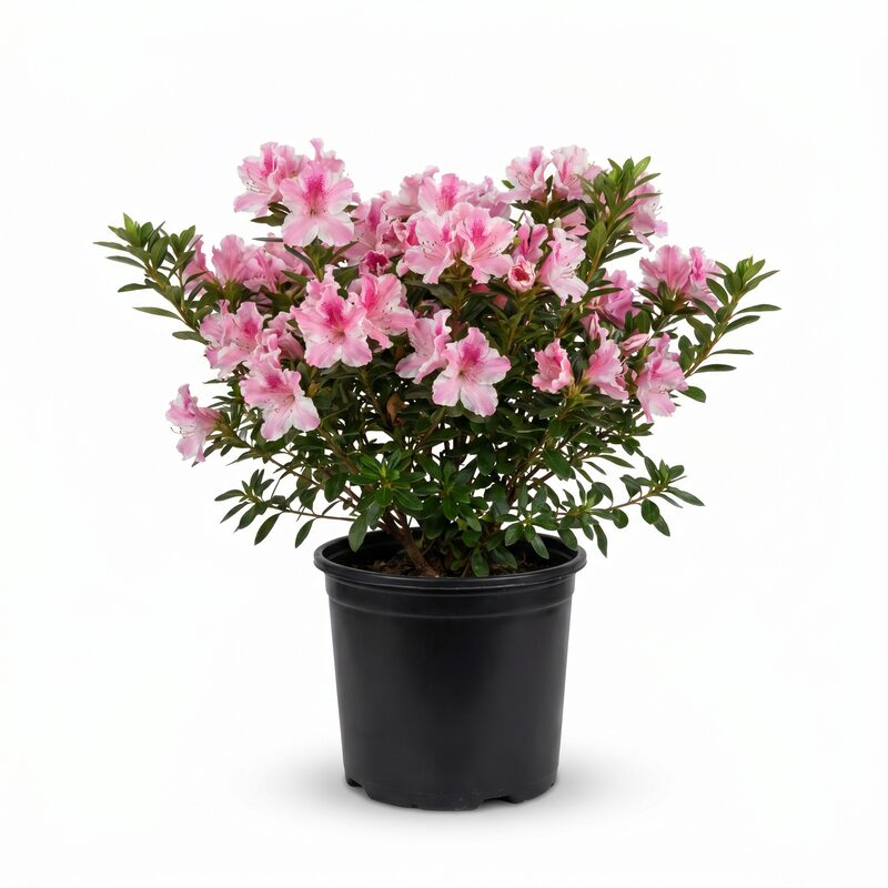 Encore Chiffon Azalea Plant With Pink And White Blooms image
