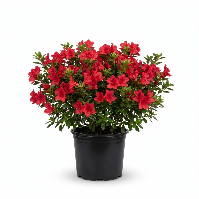 Encore Ruby Azalea Plant With Red Blooms image