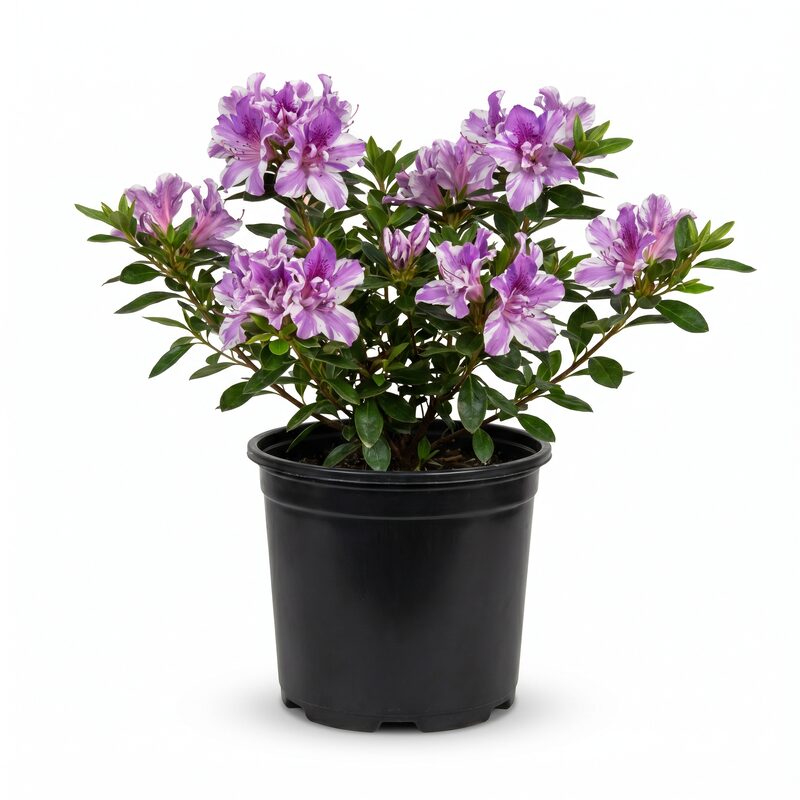 Encore Twist Azalea Plant With Purple And White Blooms image