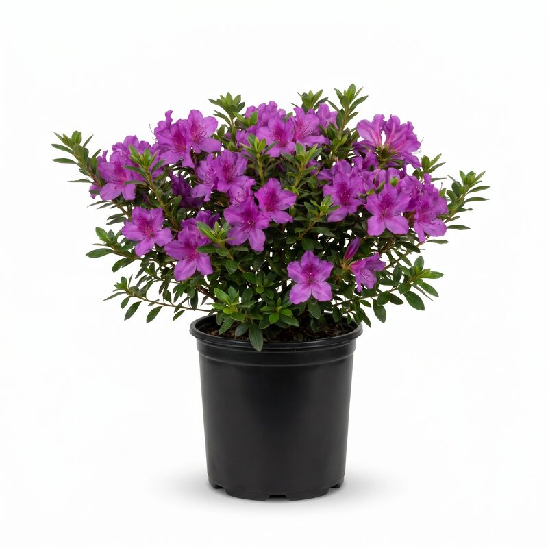 Encore Royalty Azalea Plant With Purple Blooms image