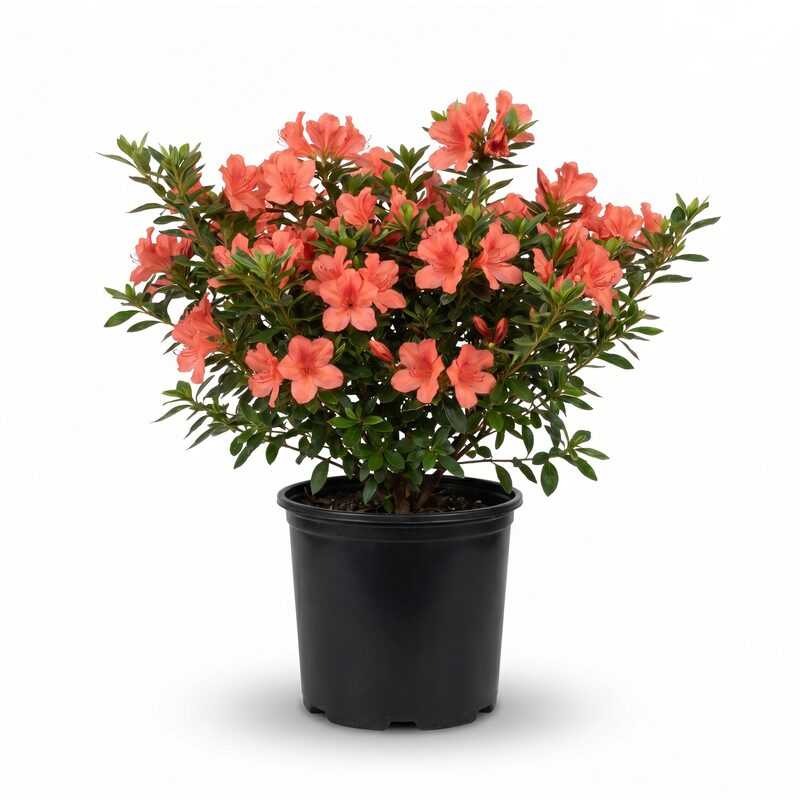 Encore Coral Azalea Plant With Coral Blooms image