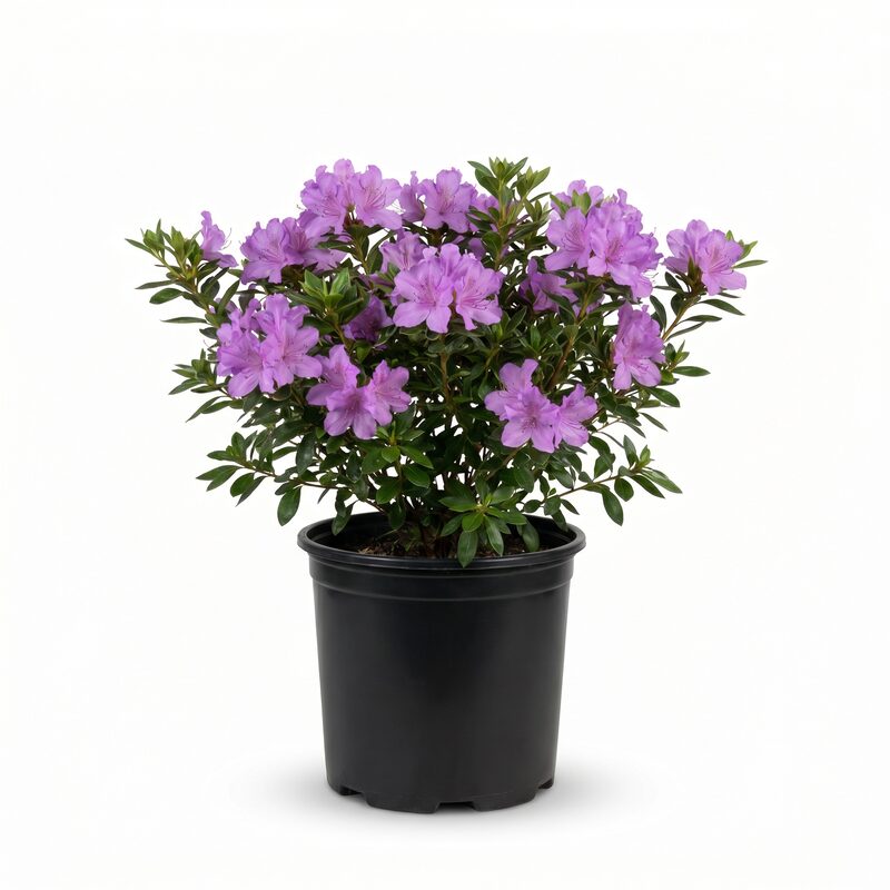 Encore Amethyst Azalea Plant With Lavender Blooms image