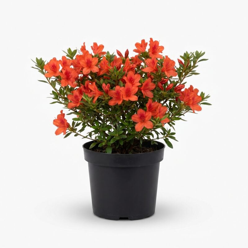 Shop Azalea 'Johanna' Flowering Shrub - Red Blooms (Rhododendron kaempferi  Johanna) | Garden Delights