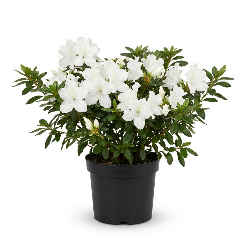 Azalea 'Mrs. G.g. Gerbing' - Plant With Purpose ℠ image