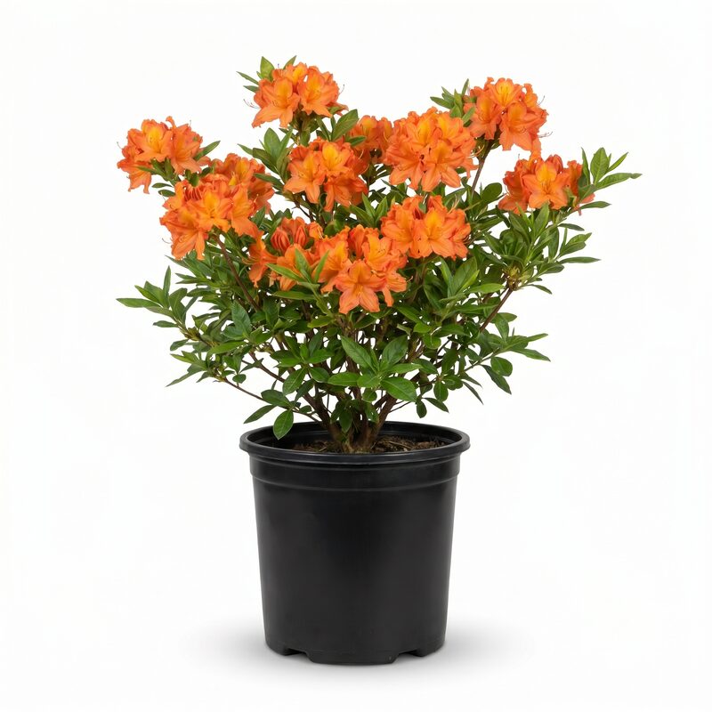 Encore&reg;  Azalea Autumn 'Sunburst&trade;' image