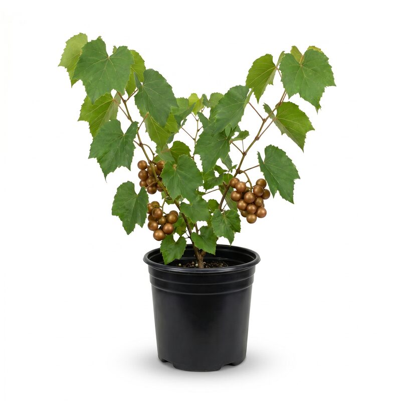 Grape Muscadine 'Scuppernog'  - Plant With Purpose image
