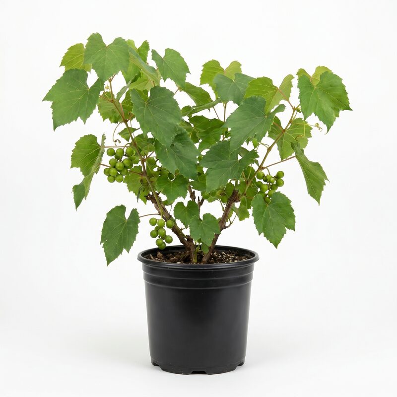 Grape Muscadine 'Cowart'  - Plant With Purpose image