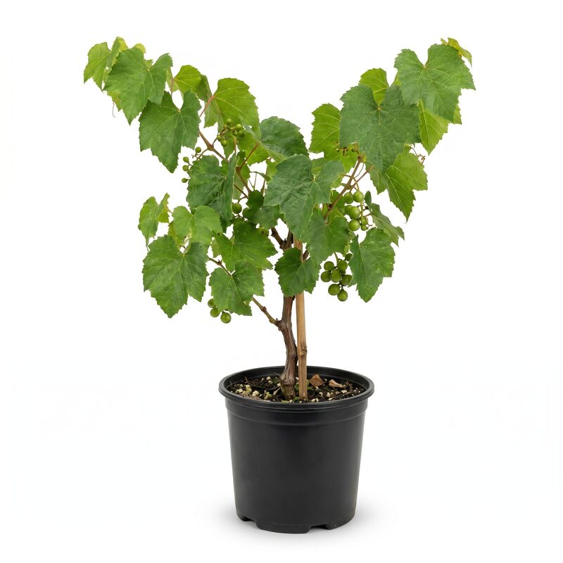 Grape Muscadine 'Carlos'  - Plant With Purpose image